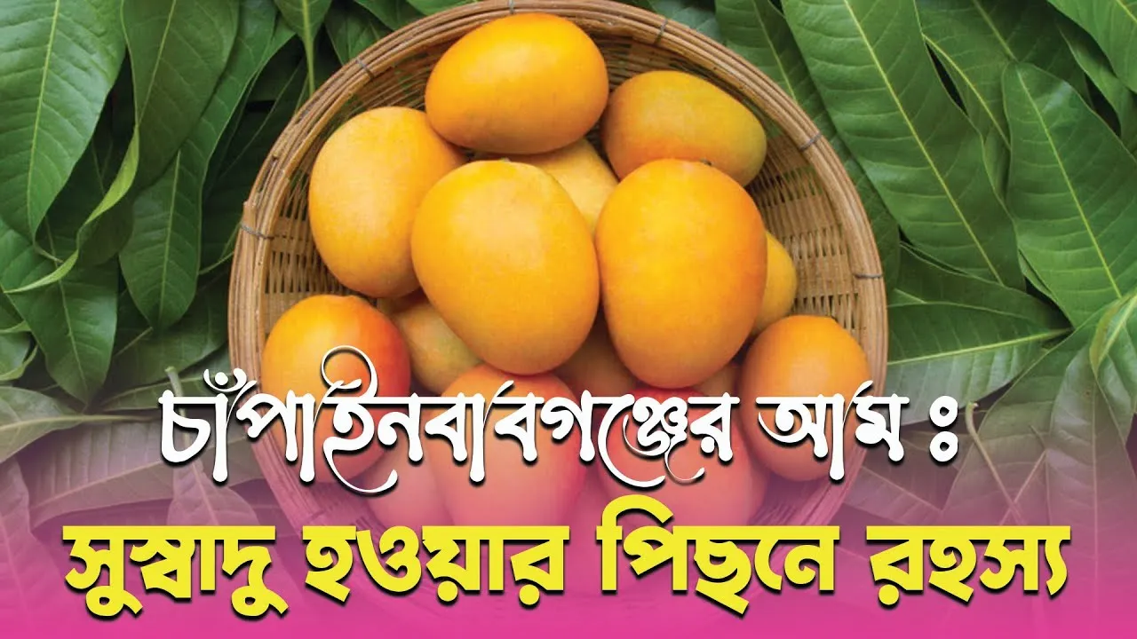 চাঁপাইনবাবগঞ্জের আম : সুস্বাদু হওয়ার পিছনে রহস্য | ডকুমেন্টারি